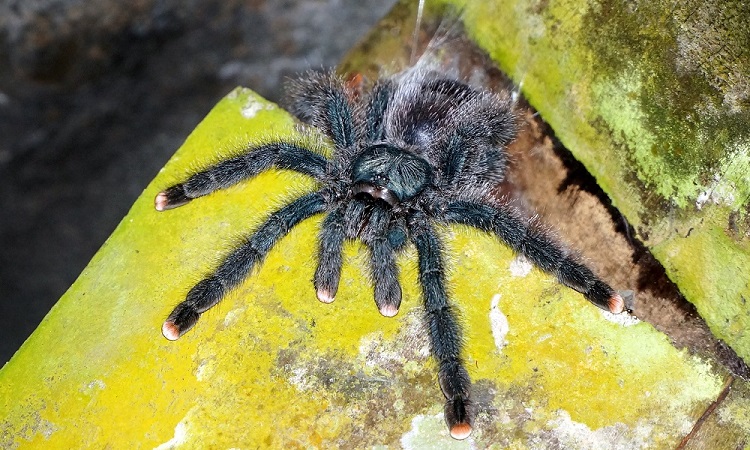 Mérges pókok között a Brownsberg Nemzeti Parkban