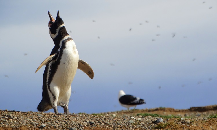 Kupleráj a hajóroncson, az elátkozott erőd és egy halom pingvin