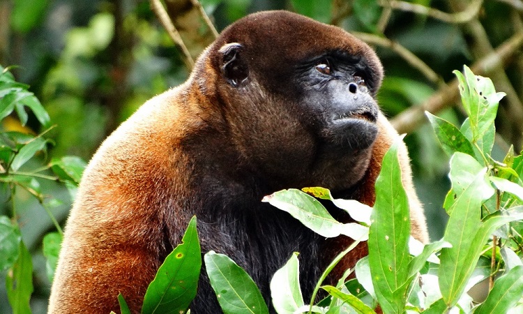 Perverz majom Amazóniában