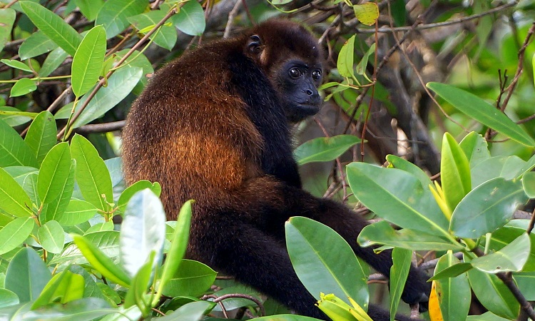 Honduras az új Costa Rica