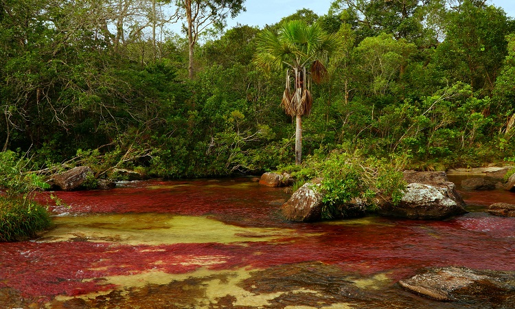 Caño Cristales, a Föld legszebb folyója