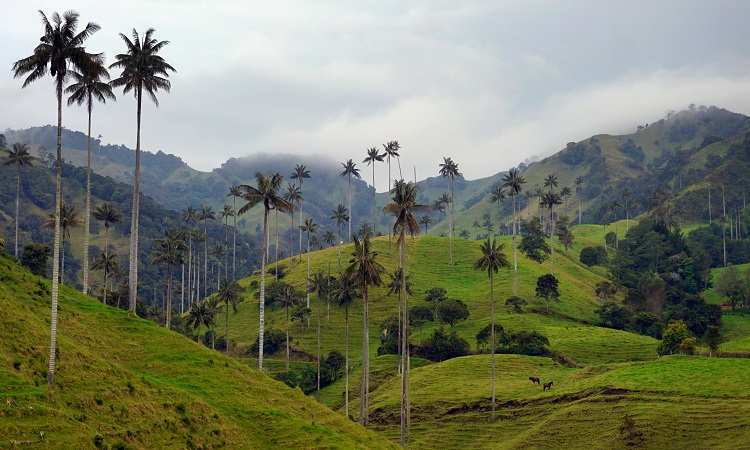 Antioquia zöld aranya