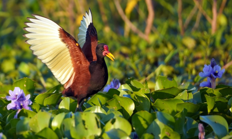 Az Esteros del Iberá fantasztikus mocsárvilága (képes blog)