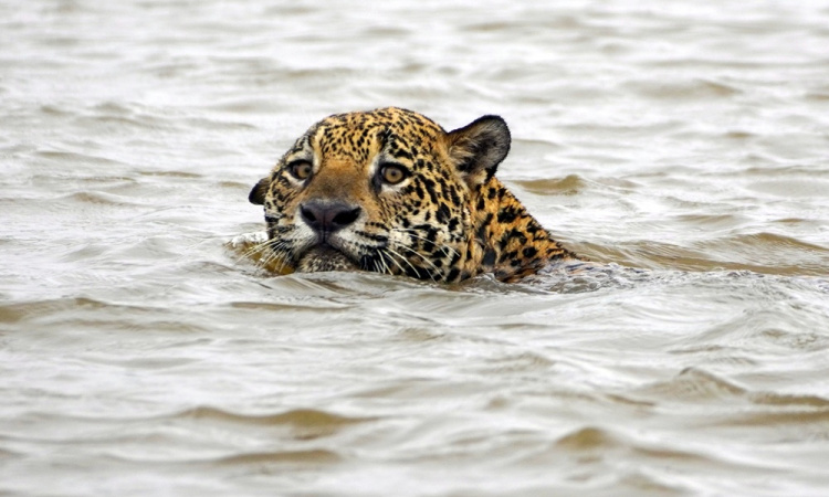 A Pantanal varázslatos élővilága