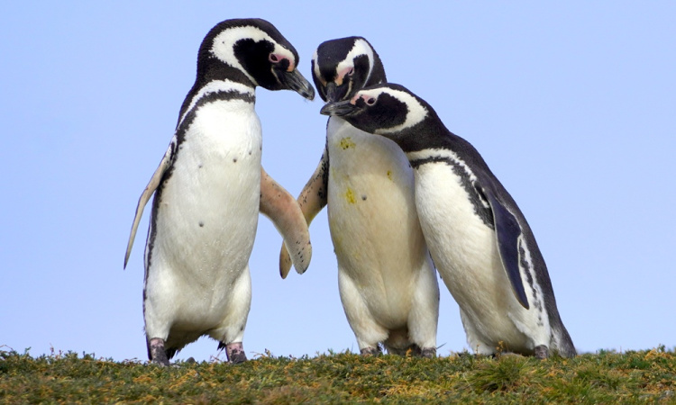 A Magellán-szoros természeti csodái (képes blog)