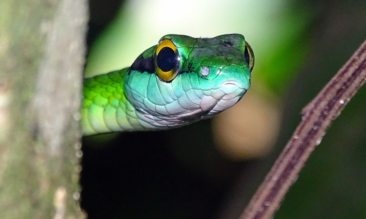 Manuel Antonio