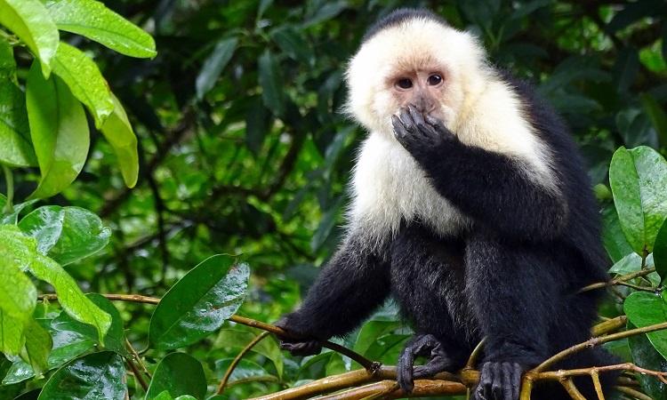 Monteverde - A gazdasági világválság nyertese