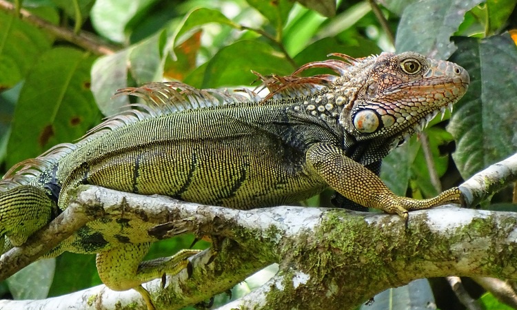 Costa Rica szívatja a turistákat