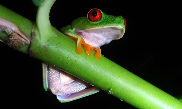 Tortuguero