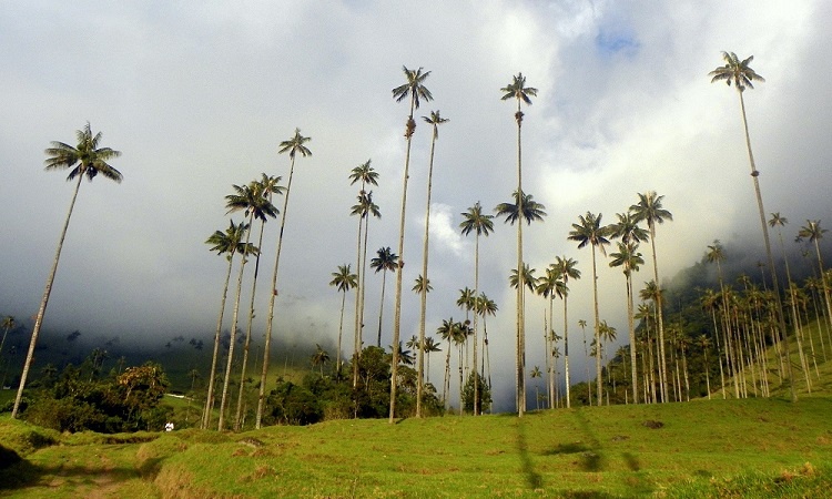 A Cocora-völgy