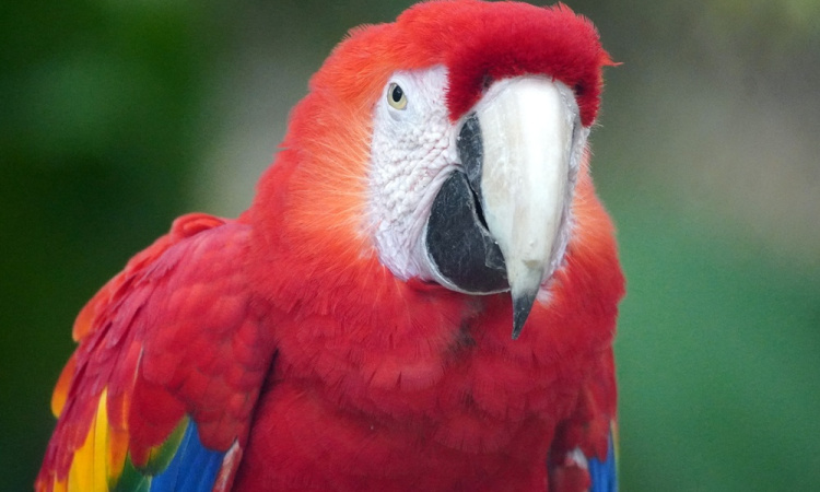 Ismerkedés a chiapasi esőerdők élővilágával a Las Guacamayas Lodge-on 