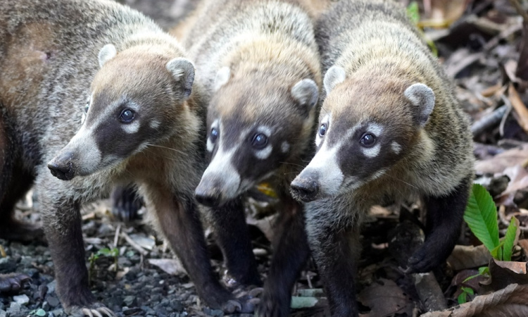 Panamaváros és környéke, valamint annak élővilága (képes blog)