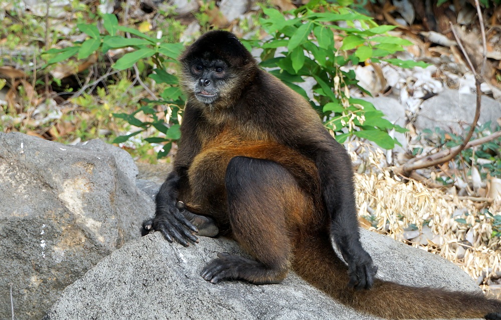 Nicaragua Granada Mombacho-vulkán Masaya-vulkán